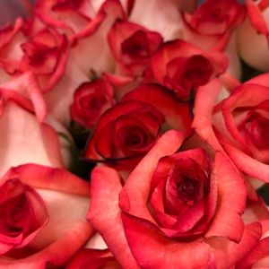 Meet your Posher, Sahar